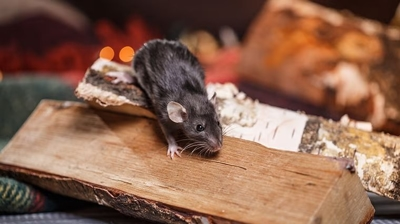 A small mouse sitting on a stack of firewood, highlighting potential pest issues that BellPestControl can address in Elk Grove.